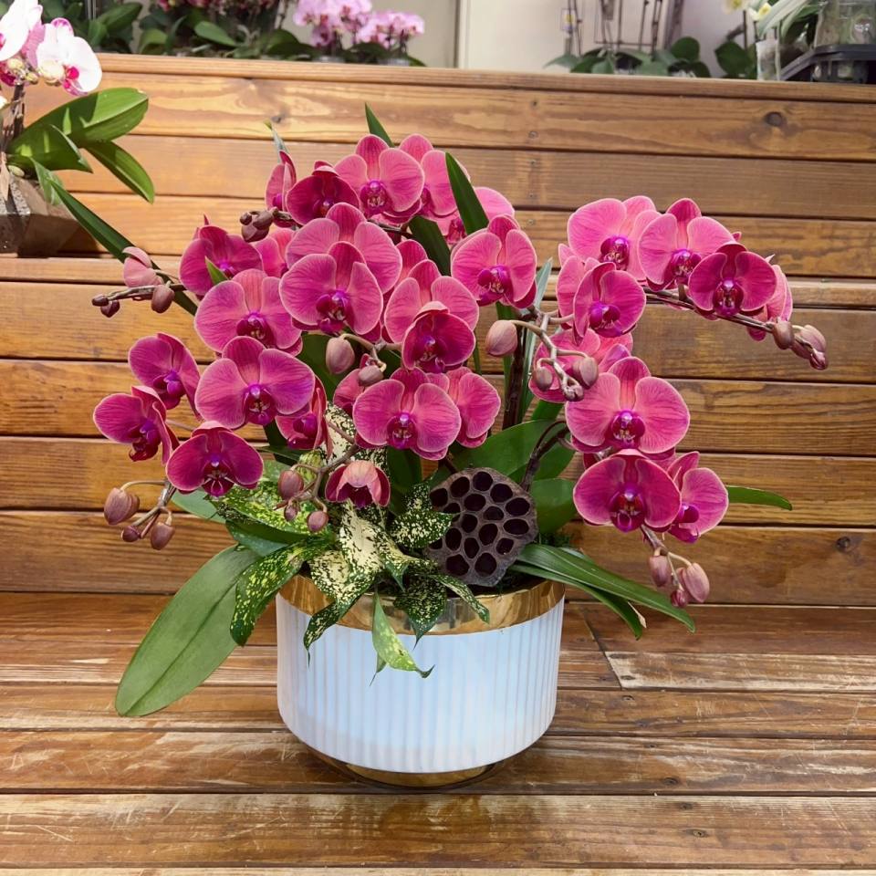 粉色蝴蝶蘭