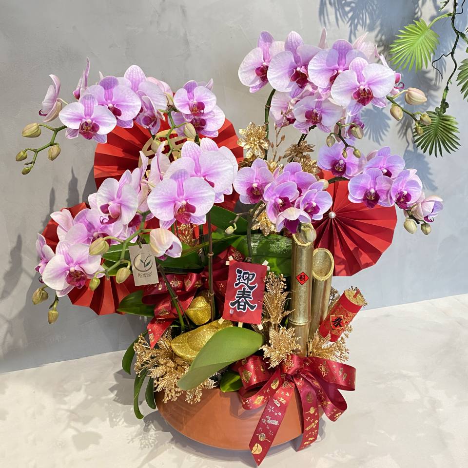 氣宇非凡蘭花盆組 配飾可調整+花木植物所