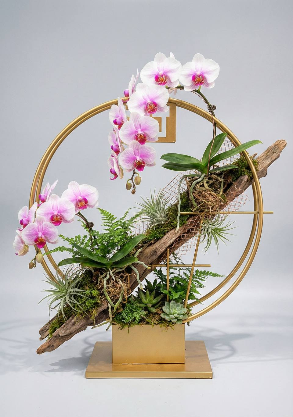 給你好看的蝴蝶蘭-實拍圖片