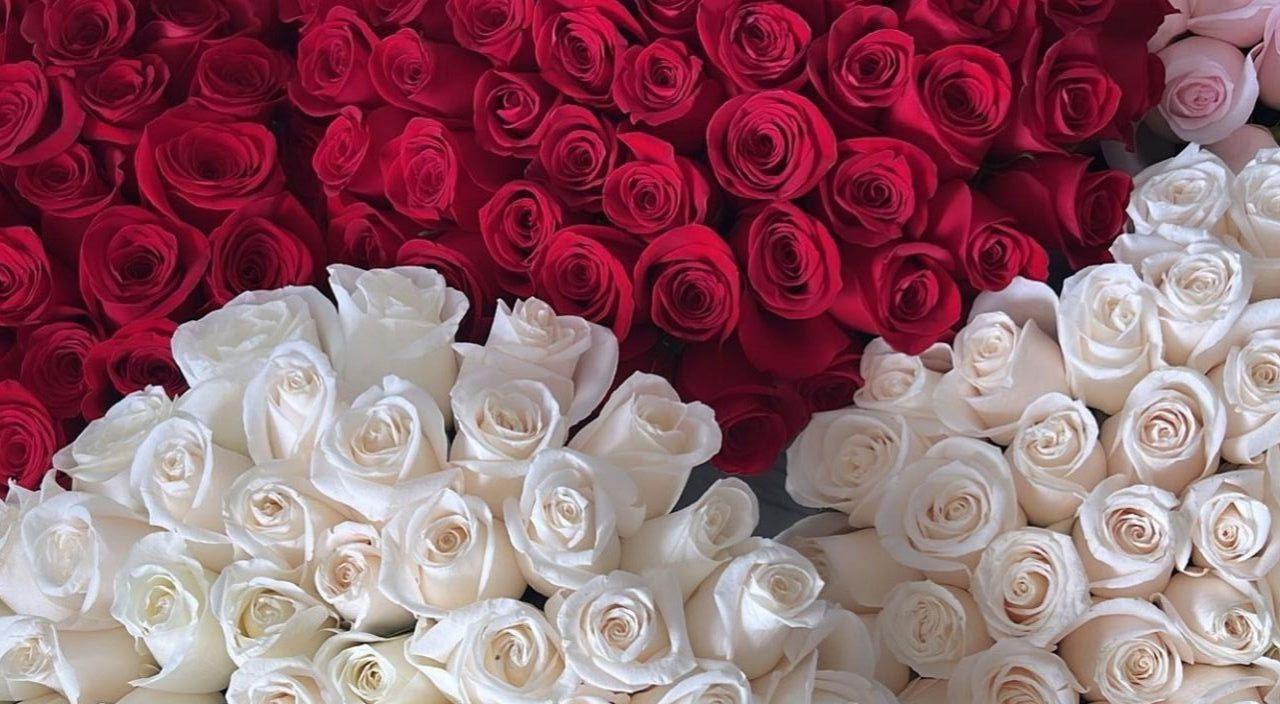 康乃馨多朵(混色)花材實拍圖