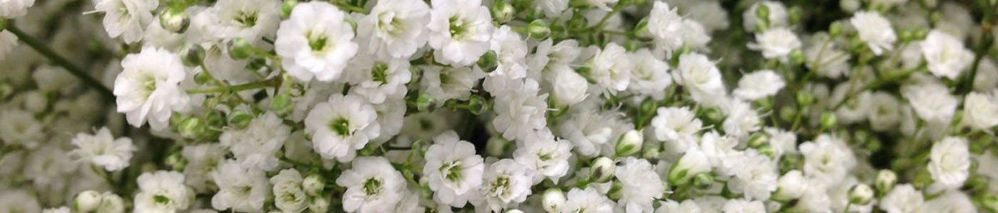 滿天星花材介紹－花語與花藝應用