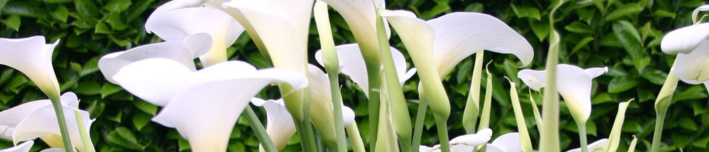 LA百合 橙多朵 切花