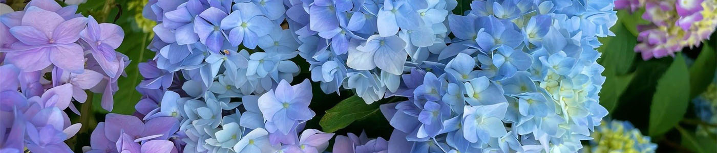 LA百合 橙多朵 切花