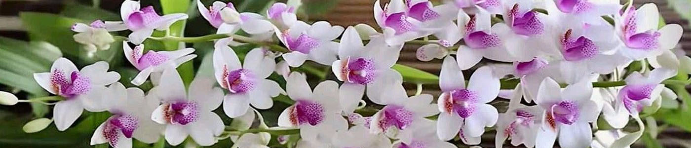 蘭花花材介紹－花語與花藝應用