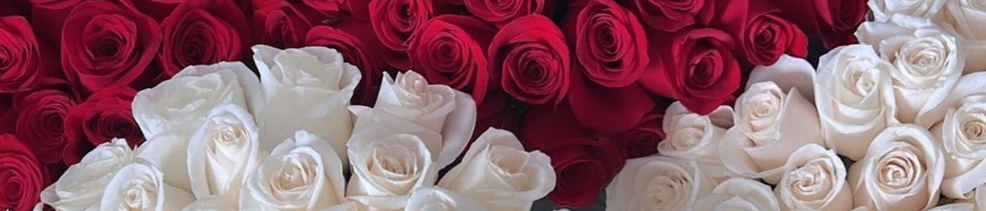 LA百合 橙多朵 切花