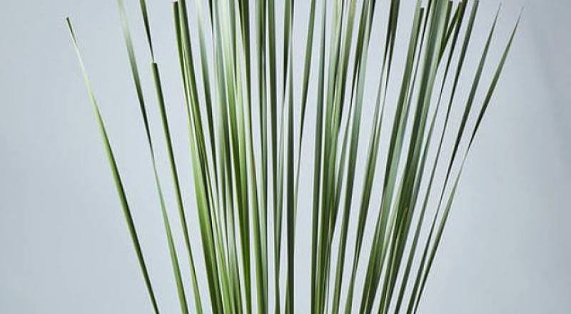 水燭葉(圖片)