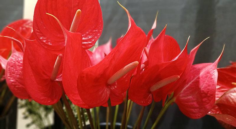 火鶴花 紅色 (圖片3)