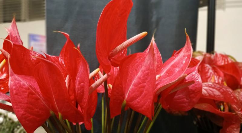 火鶴花 紅色 (圖片2)