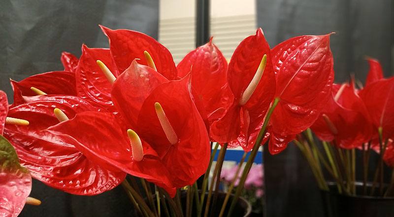 火鶴花 丘比特 (圖片2)