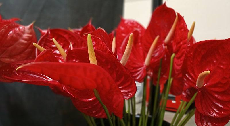 火鶴花 愛麗絲 (圖片2)
