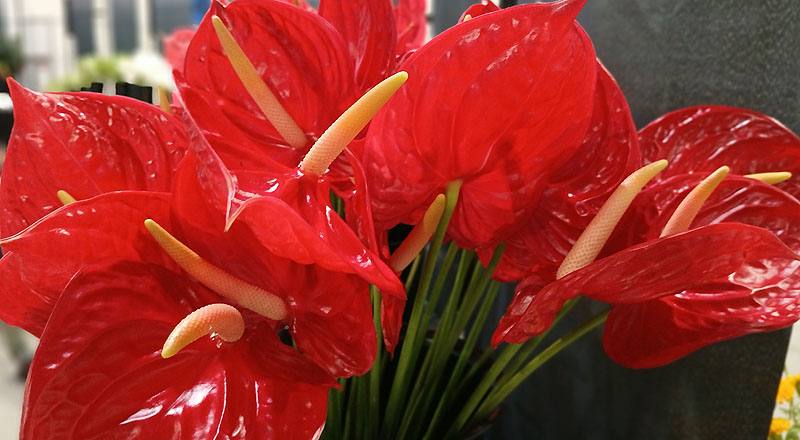 火鶴花 愛麗絲 (圖片4)