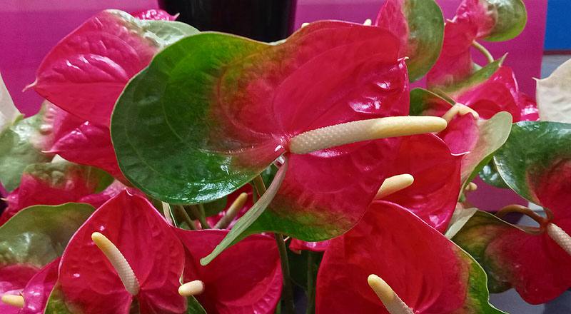 火鶴花 千里達 (圖片3)