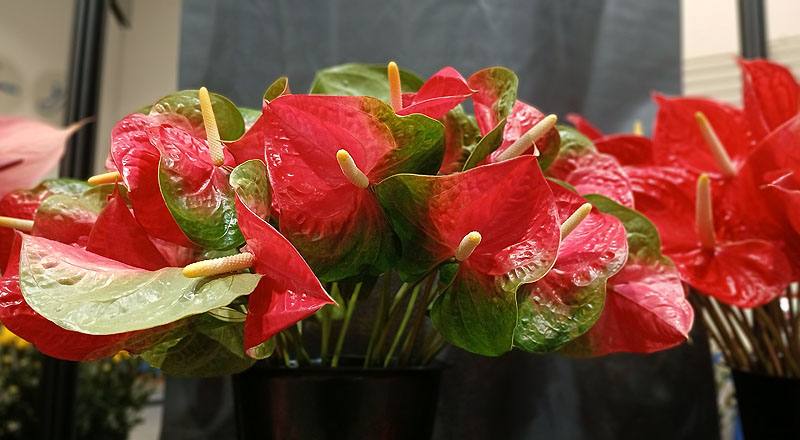 火鶴花 千里達 (圖片5)
