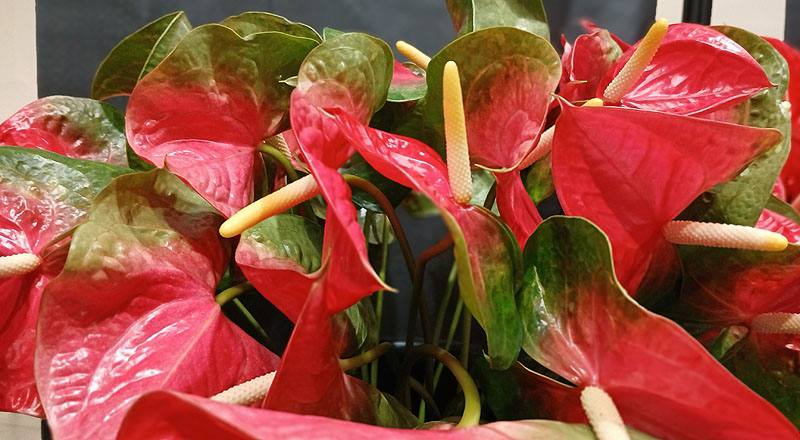 火鶴花 千里達 (圖片7)