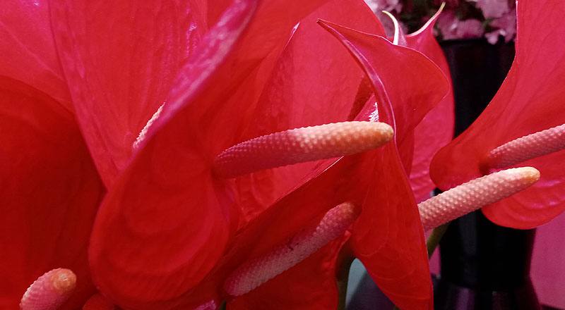 火鶴花 紅鈴 (圖片7)
