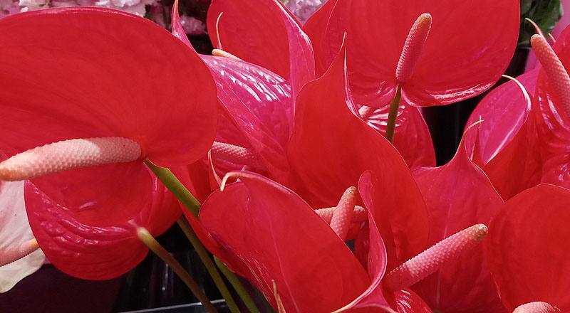 火鶴花 紅鈴 (圖片3)