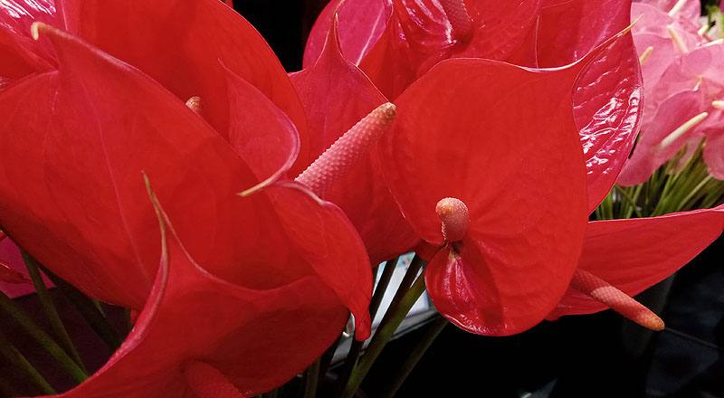 火鶴花 紅鈴 (圖片4)