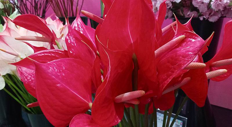火鶴花 紅鈴 (圖片2)