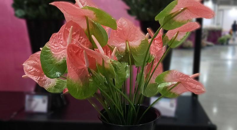 粉綠邊(圖片)