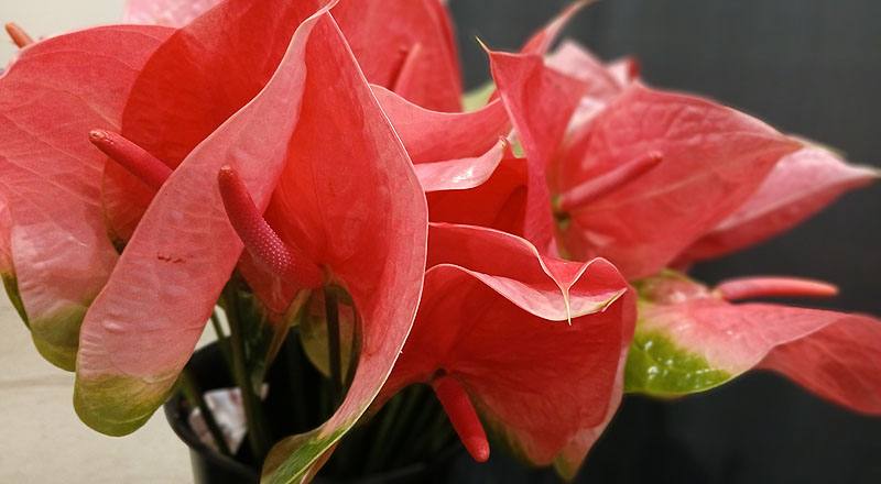 火鶴花 王妃 (圖片4)