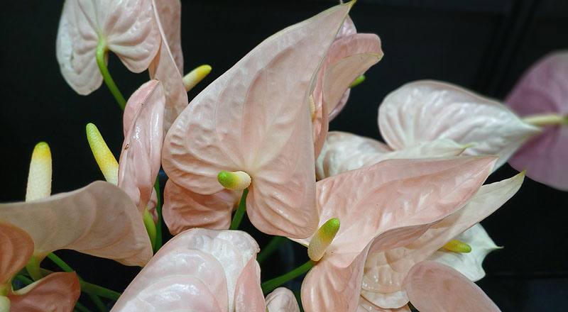 火鶴花 花仙子 (圖片3)
