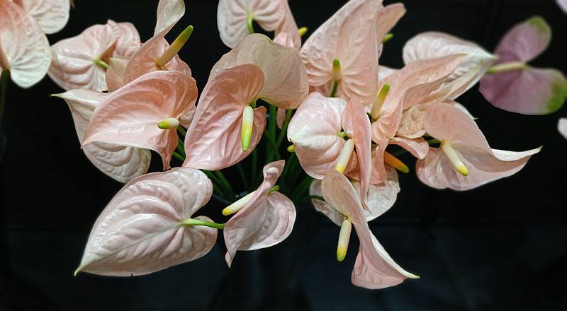花仙子(圖片)