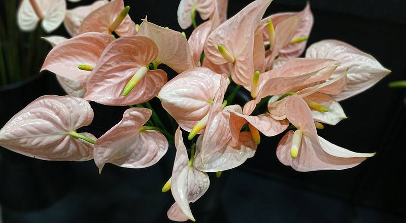 火鶴花 花仙子 (圖片2)