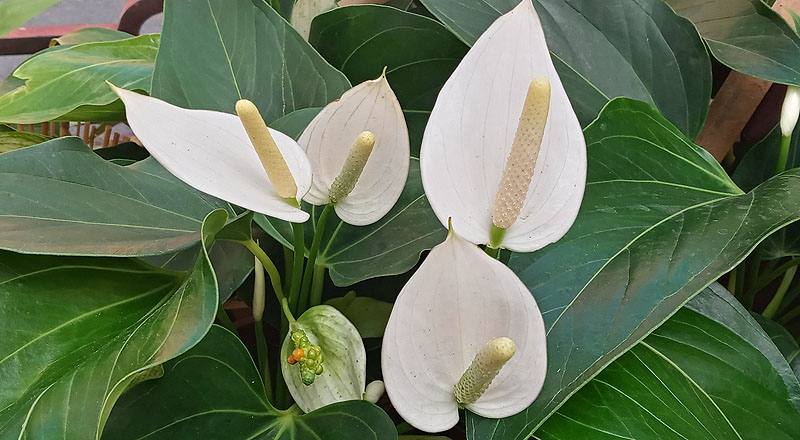 火鶴花 白色 (圖片3)