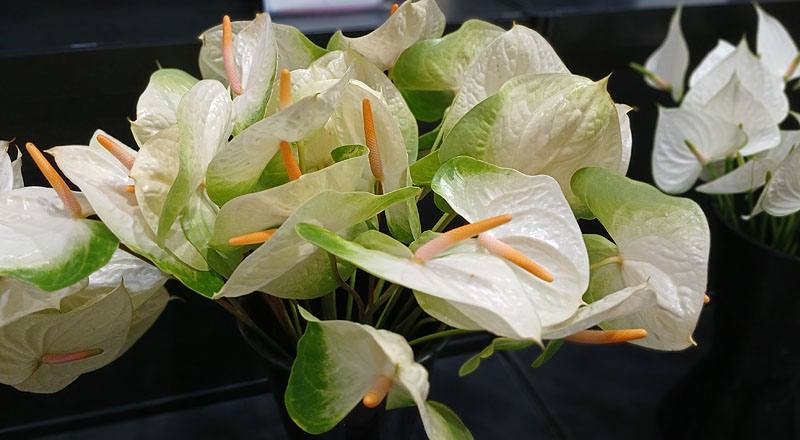 火鶴花 辛巴 (圖片1)
