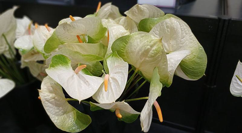 火鶴花 辛巴 (圖片2)
