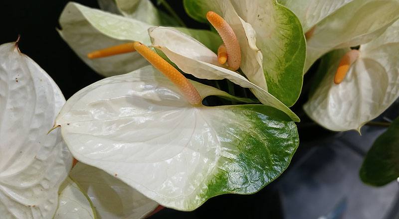 火鶴花 辛巴 (圖片4)