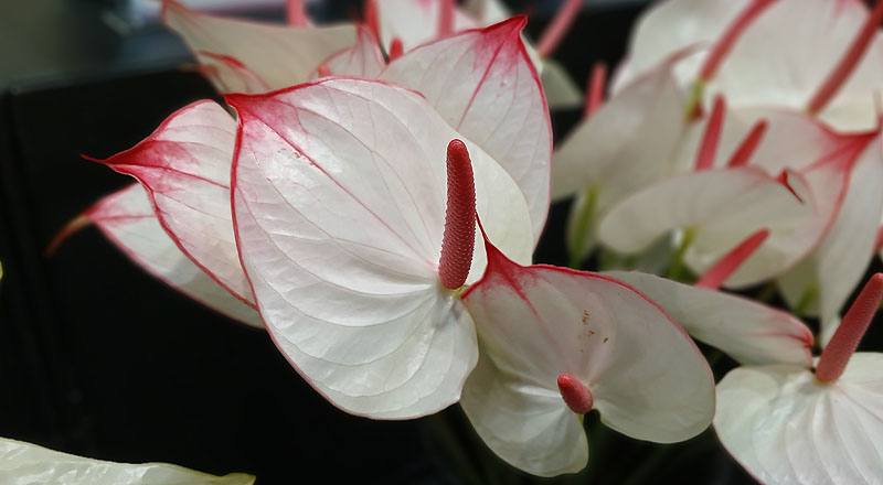 火鶴花 戀愛 (圖片3)