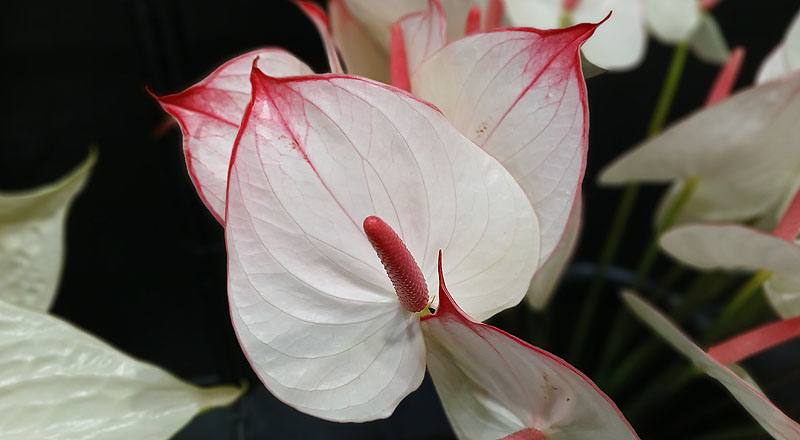 火鶴花 戀愛 (圖片4)