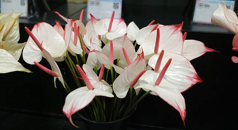 戀愛(圖片)