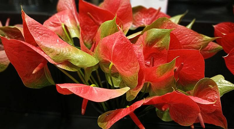 火鶴花 胖妞 (圖片6)