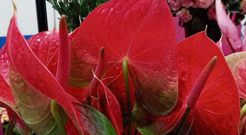 火鶴花 胖妞 (圖片3)