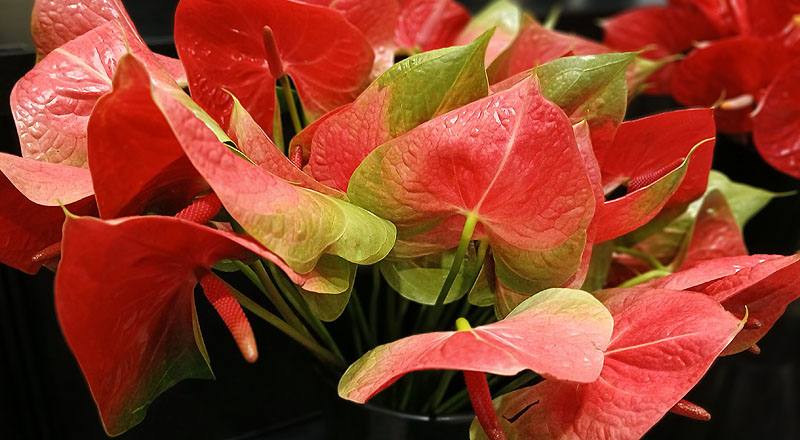 火鶴花 胖妞 (圖片7)