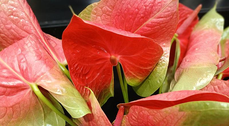 火鶴花 胖妞 (圖片8)