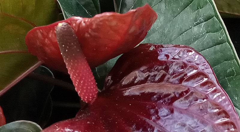 火鶴花 茉莉公主 (圖片1)