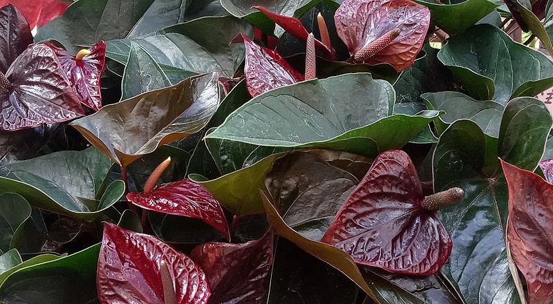 火鶴花 茉莉公主 (圖片2)