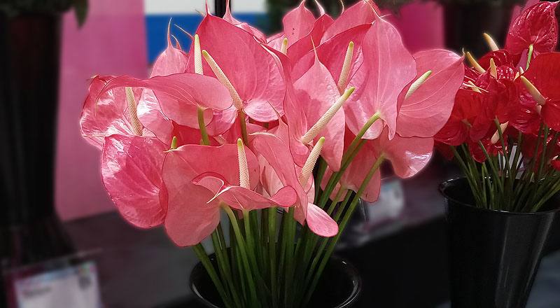 火鶴花 夏艷 (圖片2)