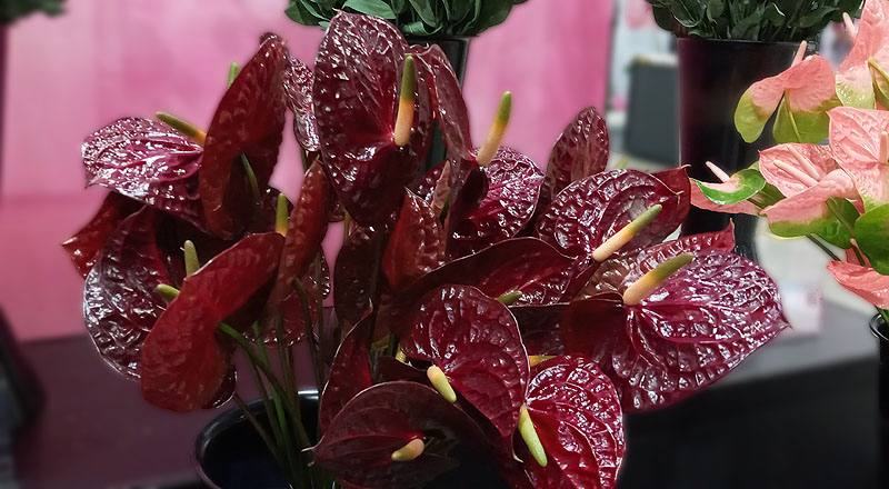 火鶴花 黑后 (圖片1)