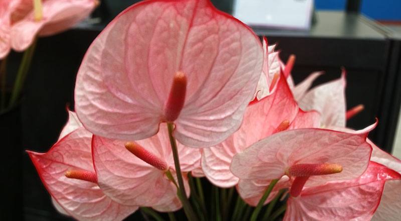 火鶴花 大草莓 (圖片4)