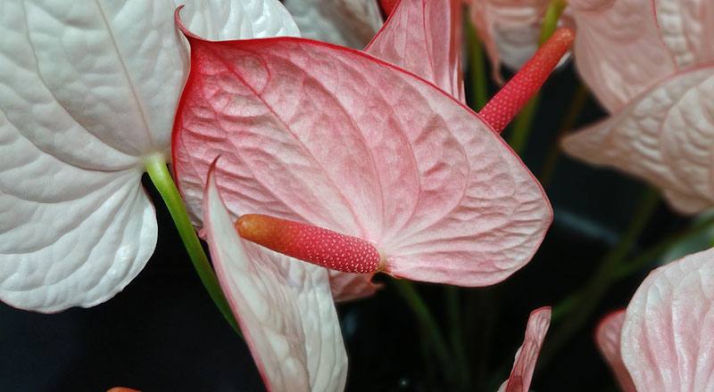 火鶴花 大草莓 (圖片5)