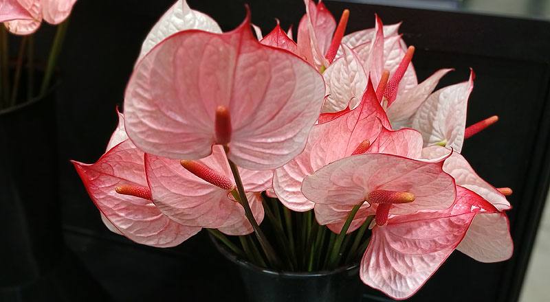 火鶴花 大草莓 (圖片2)