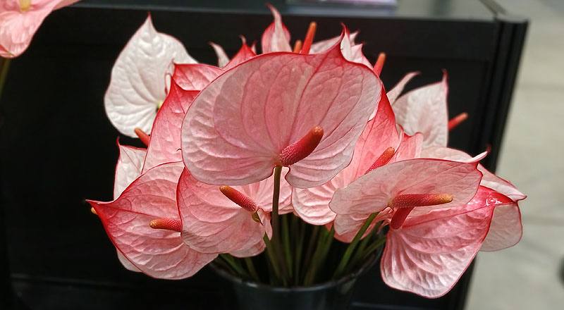 火鶴花 大草莓 (圖片1)