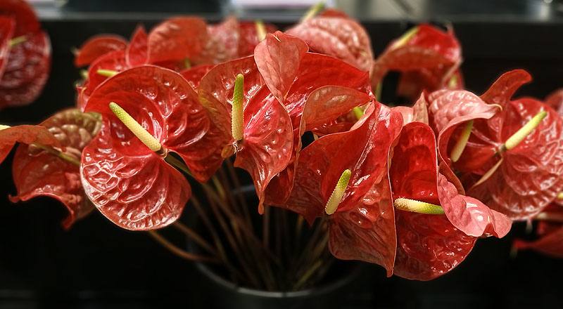 火鶴花 卡利多斯 (圖片1)