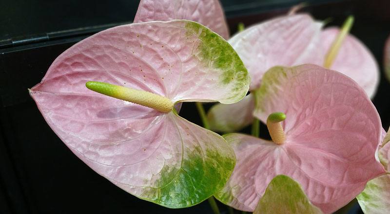 火鶴花 粉紅豹 (圖片4)