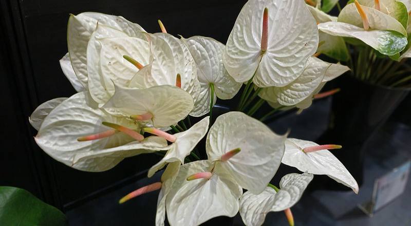 火鶴花 玉佛心 (圖片1)