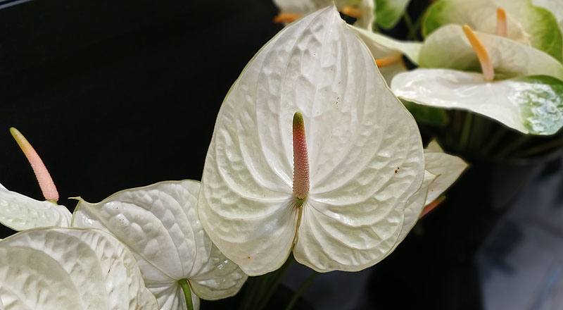 火鶴花 玉佛心 (圖片3)